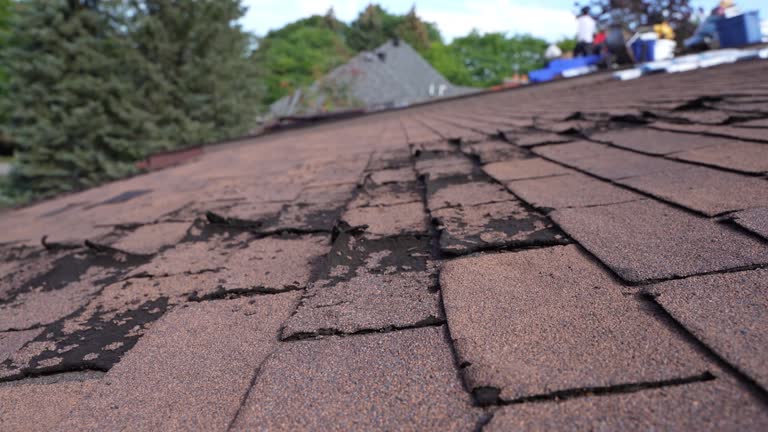 Best Roof Moss and Algae Removal  in Wacousta, MI